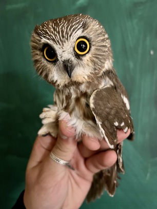 HY Male Northern Saw-whet Owl Oct 22 by L Rolls