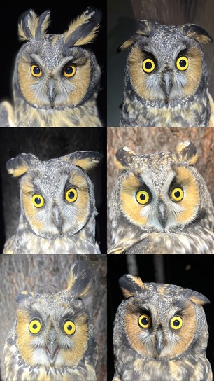 Long-eared Owls of Hawk Ridge Oct 22 by L Rolls
