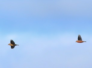 Red Crossbill by S McLaughlin Oct 22