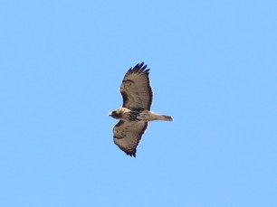 Red-tailed Hawk_abcola by S McLaughlin