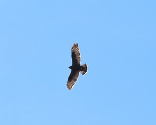 Rough-legged Hawk_dark_sub by S McLaughlin