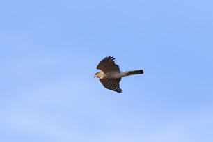 Sharp-shinned Hawk by S McLaughlin Oct 22