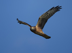 Northern Harrier Oct 22