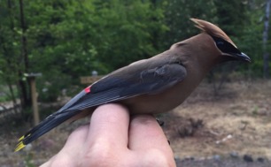 Cedar Waxwing