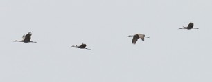 Sandhill Cranes