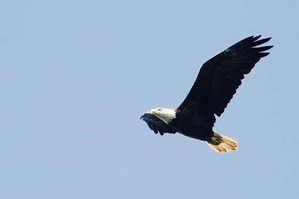 Bald Eagle migrating past Hawk Ridge by J Richardson