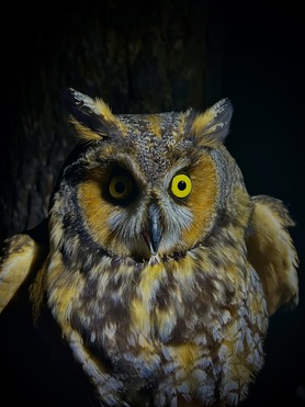 121 Long-eared Owls banded in 2023! Photo by P Mundale