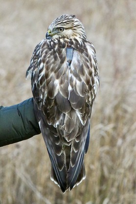 Rough-legged Hawk with transmitter 2024