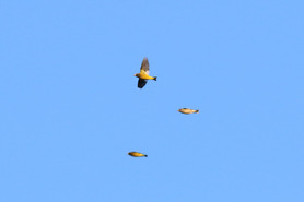 Evening Grosbeak by S McLaughlin