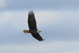 Bald Eagle at Hawk Ridge