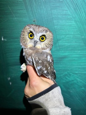 Northern Saw-whet Owl 2024