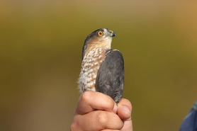 Sharp-shinned Hawk 2024