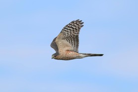 Sharp-shinned Hawk by S McLaughlin