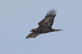 Golden Eagle by S McLaughlin