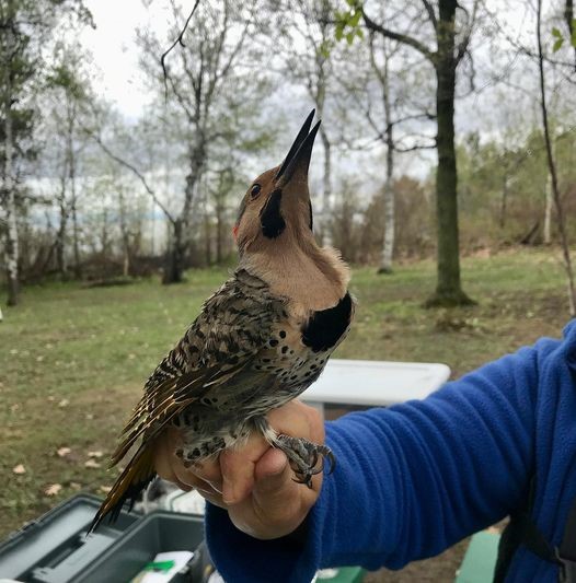 Northern Flicker at Enger