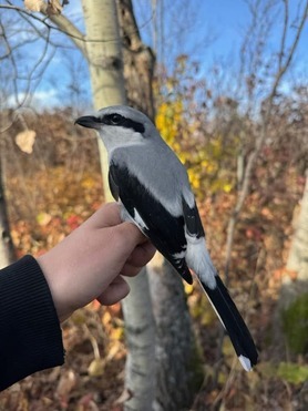 Northern Shrike 2024