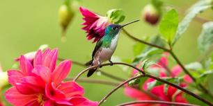 Andean-Emerald-hummingbird-ecuador-bigstock 3