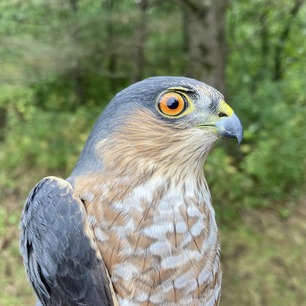 After hatch year male Sharp-shinned Hawk. Photo by Abbie Valine