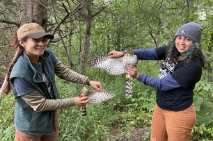 Banding apprentices Liv with Sharp-shinned Hawk and Doris with Coopers Hawk. Photo by A Valine 2