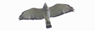 Broad-winged Hawk by J Cosentino