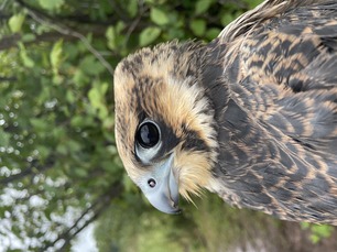 Hatch-year Peregrine Falcon. Photo by Kara Beer