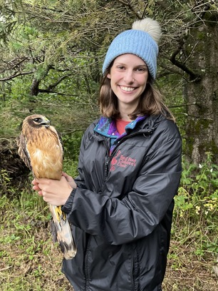 Trainee Megan Hanson with a hatch-year male Northern Harrier. Photo by Abbie Valine