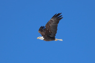 Bald Eagle Spring Count by S McLaughlin March 24