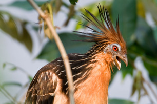 Hoatzin Courtesy Holbrook Travel Hoatzin Courtesy Holbrook Travel