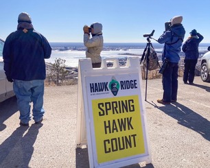 Hawk Ridge West Skyline Spring Count
