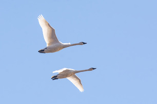 Trumpeter Swans by P Mundale Trumpeter Swans by P Mundale