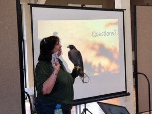 Jackie Fallon Peregrine Program