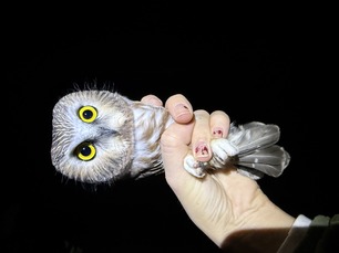 Northern Saw-whet Owl by M Vernick