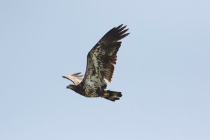 Bald Eagle by J Richardson 2018 (3)