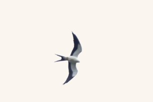 Swallow-tailed Kite at Hawk Ridge 8-20-22 z