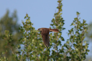 American Kestrel by S McLaughlin