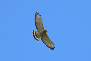 Broad-winged Hawk by S McLaughlin