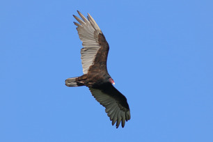 Turkey Vulture by S McLaughlin