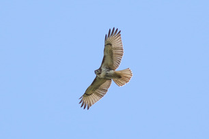 Red-tailed Hawk by S McLaughlin Sept 24