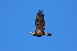 Bald Eagle by S McLaughlin Sept 24