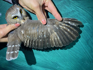 ASY Female Northern Saw-whet Owl by O Fortuna 2