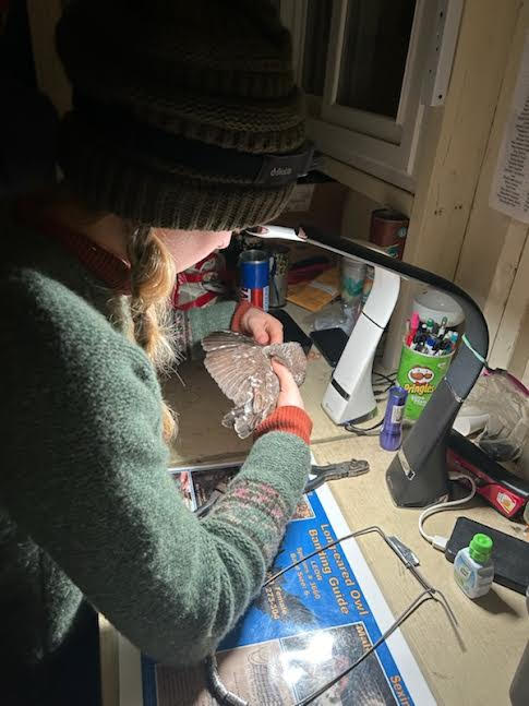 Banding Apprentice Sarah assessing Northern Saw-whet Owl Molt by O Fortuna