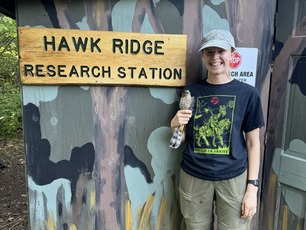 Banding Apprentice Sarah with Sharp-shinned Hawk by A Valine