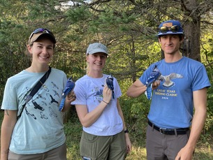 Banding Apprentices Jess and Sarah and Trainee Phil with Blue Jays by A Valine