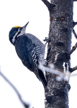 Black-backed Woodpecker by F Nicoletti