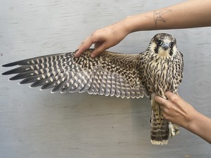 Hatch Year Peregrine Falcon by S Needles