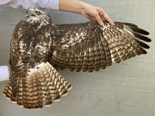 Hatch Year Red-tailed Hawk by A Valine