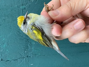 Hybrid Golden-winged x Blue-winged Warbler by M Menzies Sept 24