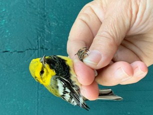 Male Black-throated Green Warbler by M Menzies