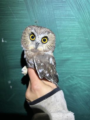 Northern Saw-whet Owl by Bander Liv Fortuna Oct 24