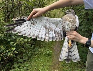 Second Year Male Northern Harrier by J Matyas